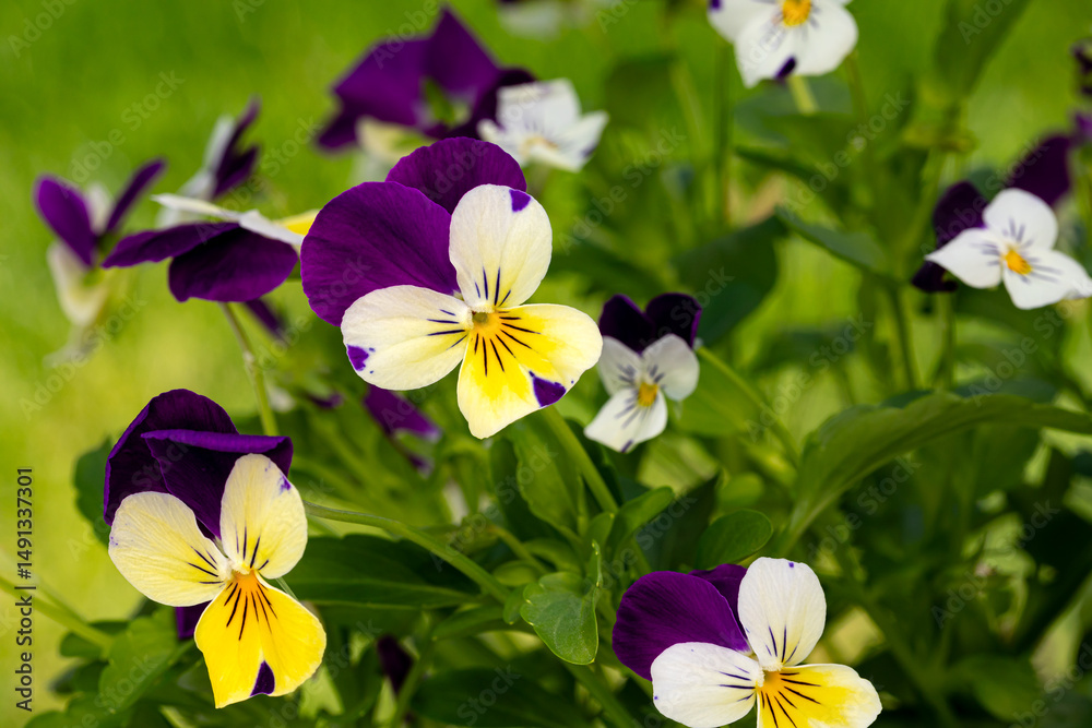Naklejka premium Viola tricolor plant with purple, yellow and white flowers. Wildflower garden, flower gardening, and plant care concept.