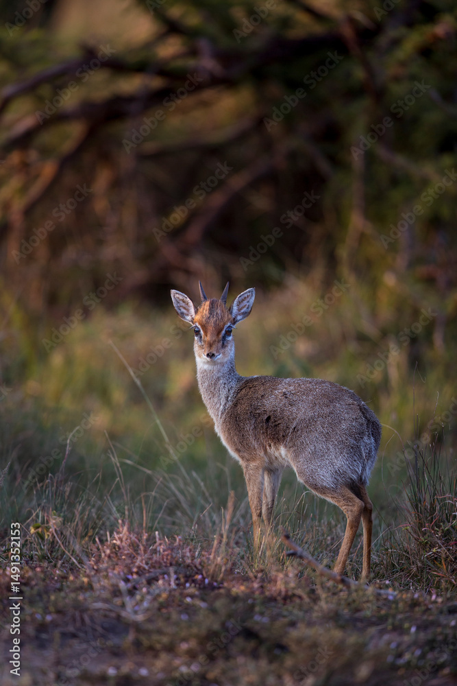 Dik-dik Antelope in the Shadows Dik-dik Antelope in the Shadows