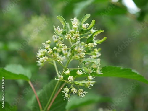 Amur Maple flowers blooming in the backyard, Colorado photo