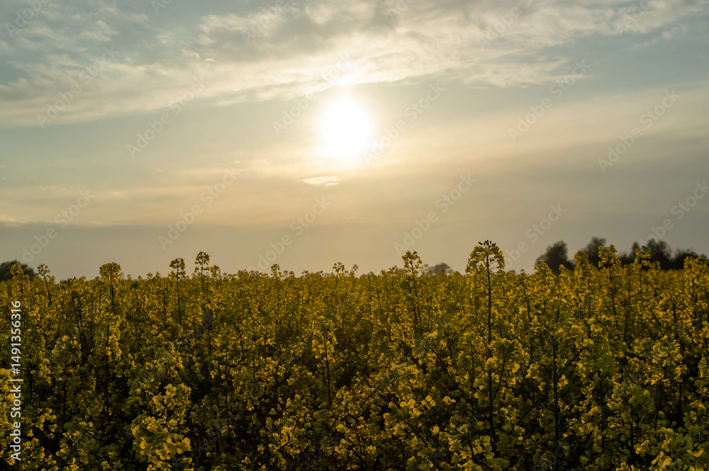 Obraz premium rzepak podczas zachodu słońca