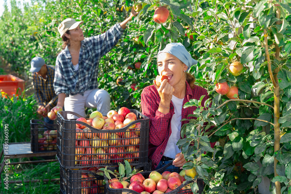 Fototapeta premium Three workers harvesting apples in plantation. Girl have picked one apple and eating it.