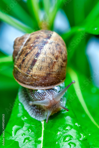 Close-up of a snail with shell slowly crawling across green grass in a natural outdoor setting
