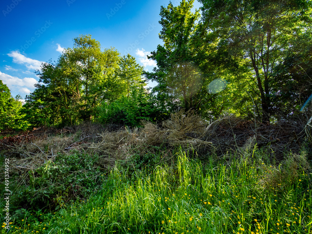 Obraz premium Grünabfälle im Frühjahr
