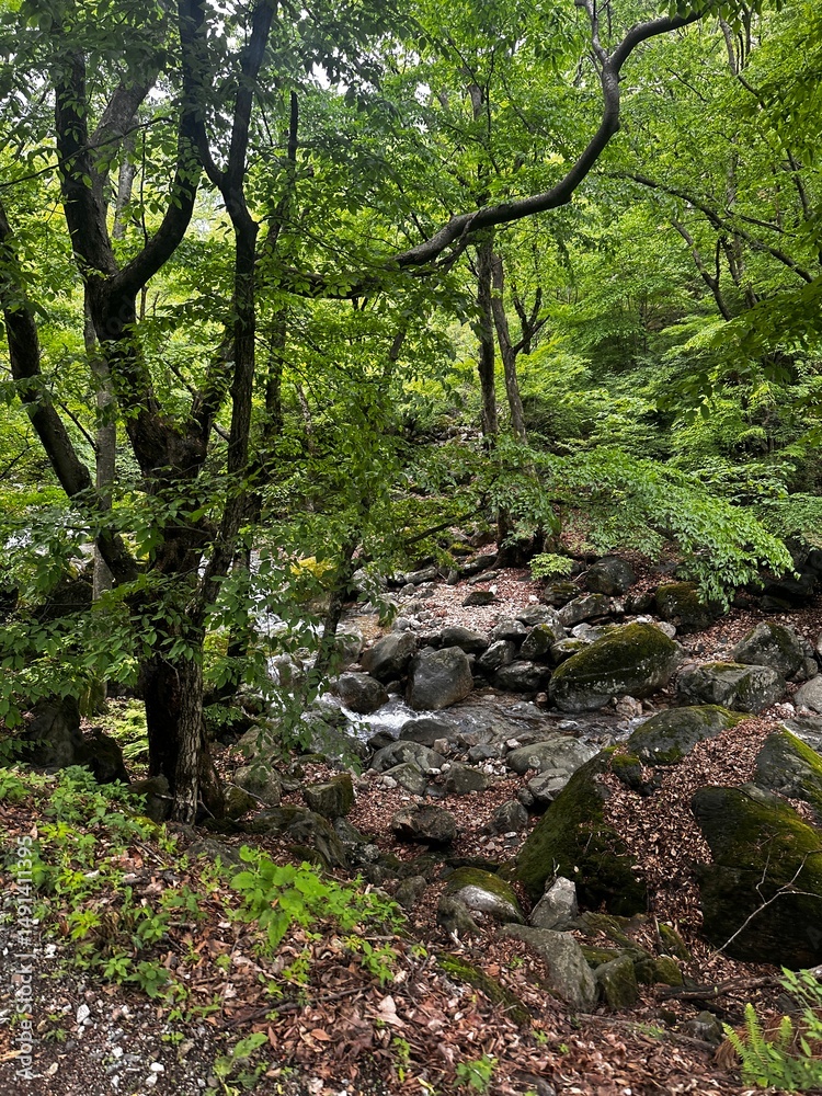 Obraz premium 자연