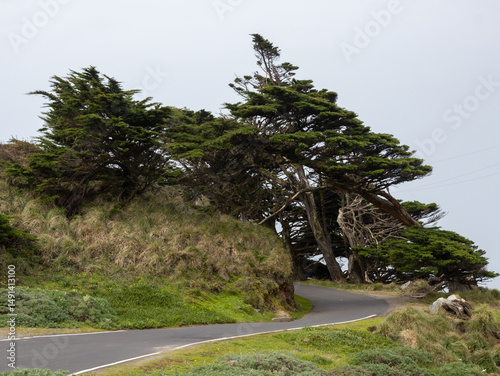 Winding road and wind swept tree on the way to the Point Reyes Lighthouse