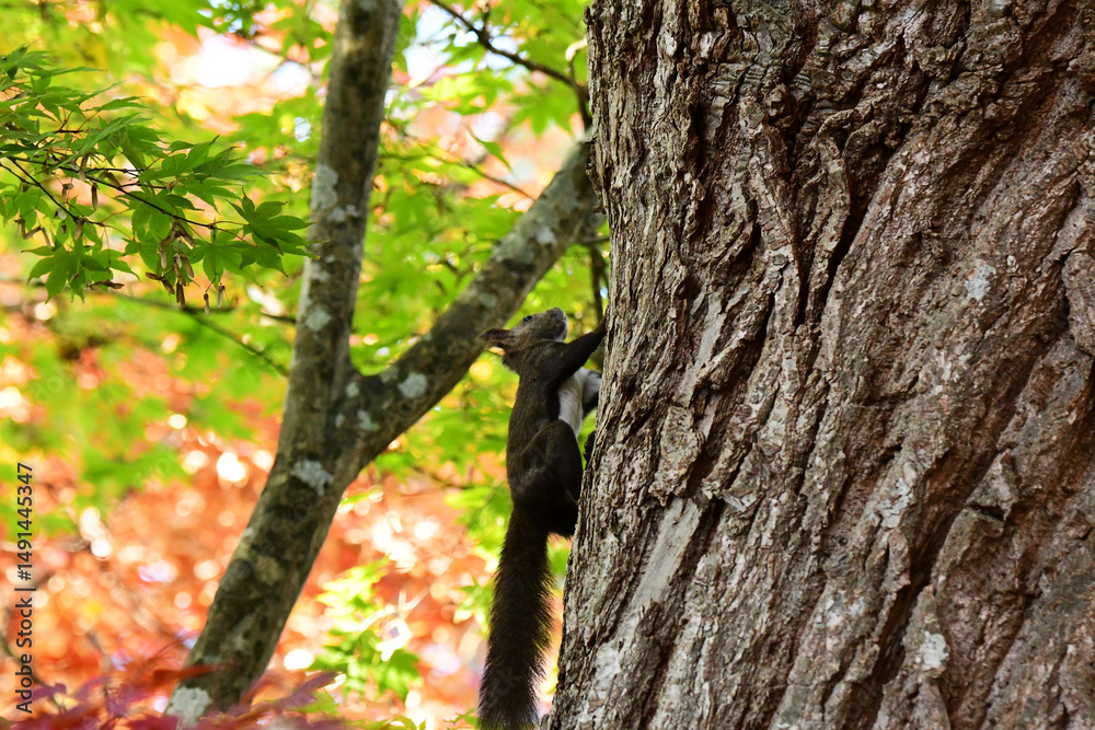 Obraz premium 木を上る秋の森のエゾリス
