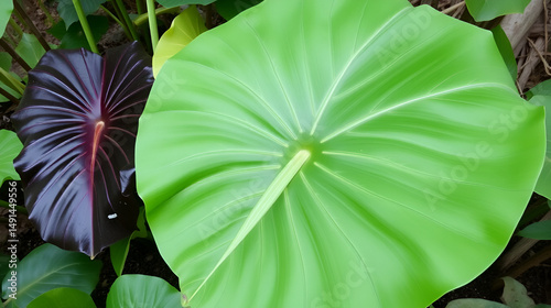 Alocasia macrorrhizos is a species of flowering plant in the arum family (Araceae). Common names include giant taro, ape, giant alocasia, biga and pia.