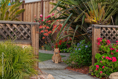yellow cat in front of a house