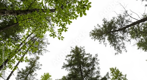 Forest Canopy Perspective: Serene View of Treetops against a Clear Sky photo