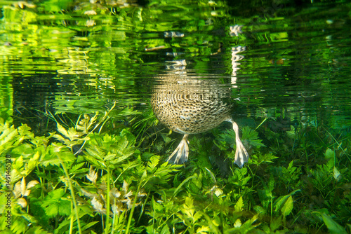 Underwater view of a female Mallard duck (Anas platyrhynchos) foraging among lush green aquatic plants in a clear freshwater stream