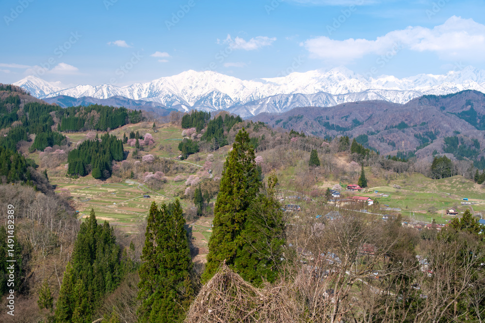 Fototapeta premium 北アルプスと桜