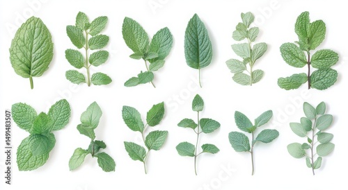 Assortment of fresh mint leaves against a white background.