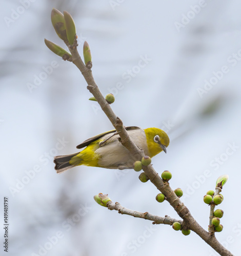 chestnut flanked white-eye (Zosterops erythropleurus) on tree branch photo