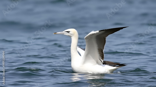 Northern gannet