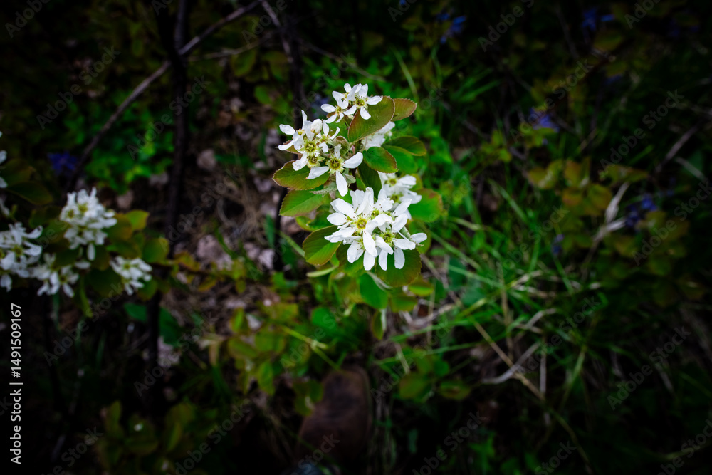 Obraz premium flowers in the forest