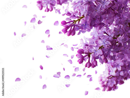 Lilac blossoms and falling petals isolated on transparent background