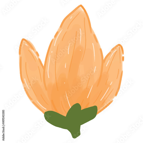  tulip flower watercolor PNG illustration