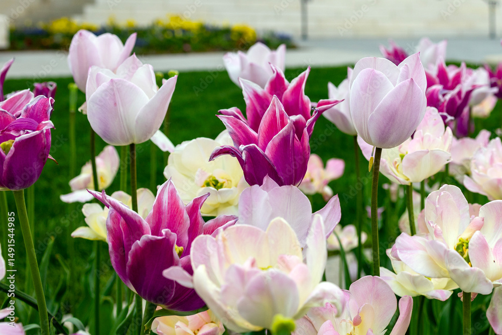 Obraz premium pink and white tulips