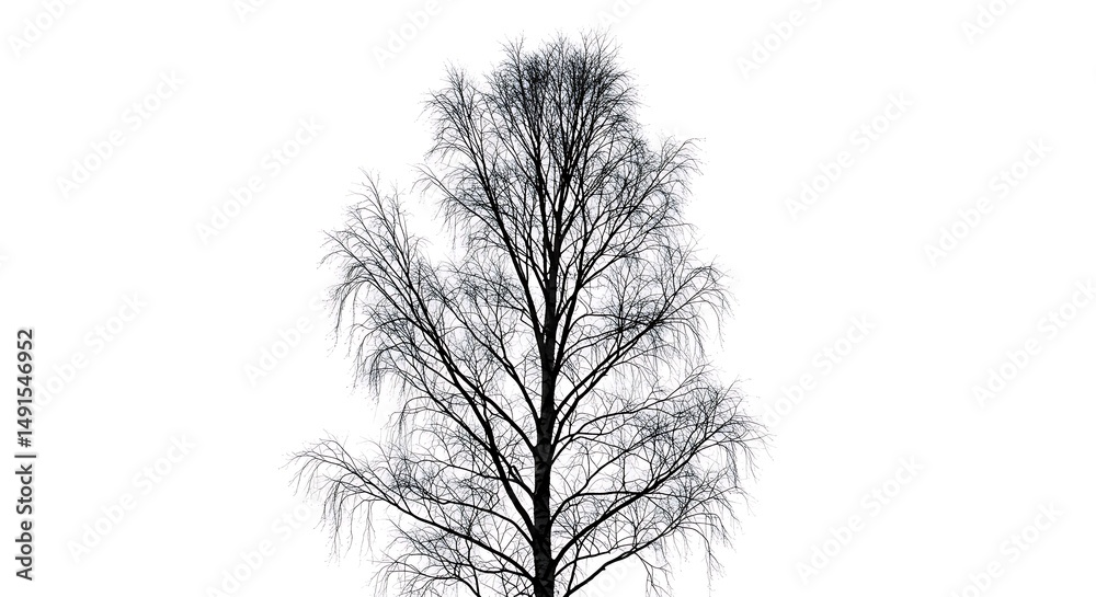 Fototapeta premium Winter's Silhouette
