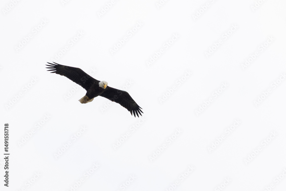 Obraz premium Eagle in a nest