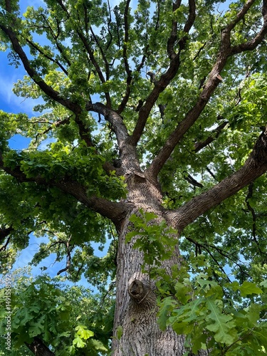 old oak tree