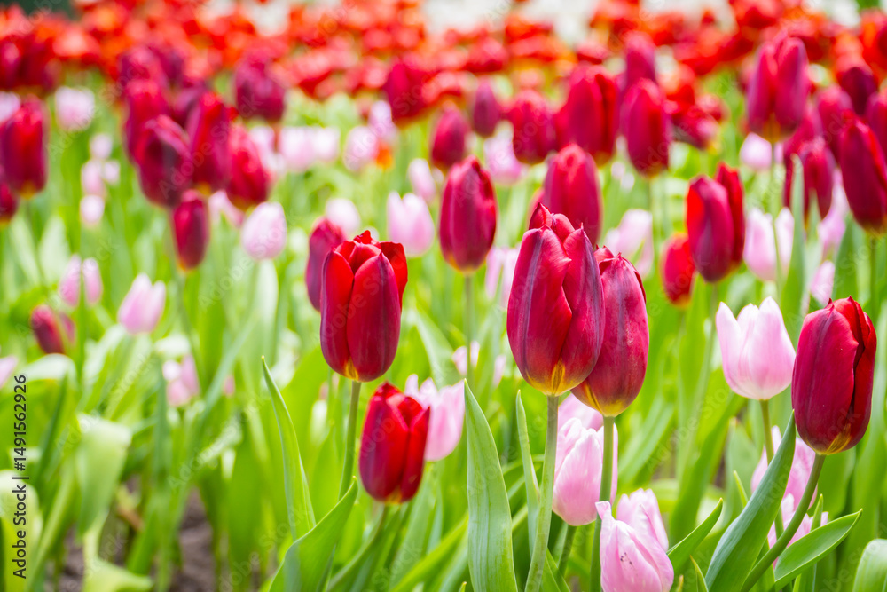 Colorful tulip fields in full bloom under spring sunlight Colorful tulip fields in full bloom under spring sunlight