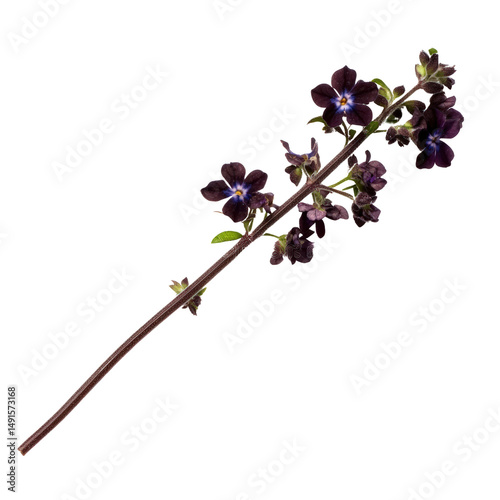 Botanical image of a dark purple flowe plant with multiple small blossoms on a long slender stem isolated on white background photo