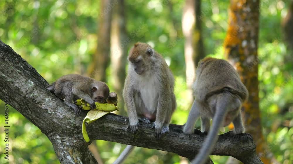 Macaca fascicularis at mangrove forest
Macaca fascicularis at mangrove forest