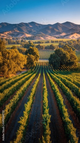 Aerial View of Napa Valley Vineyard at Sunset with Rows of Grapevines and Rolling Hills in Background California USA