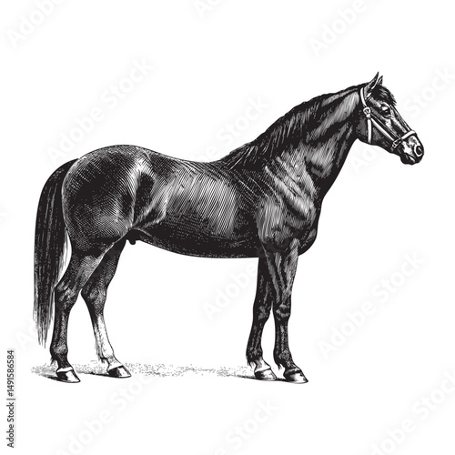horse vector illustration
