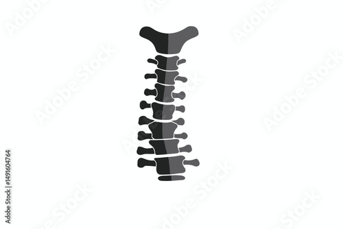 Graphic Illustration of Human Spine Anatomy Showcasing Vertebrae Structure in Detail