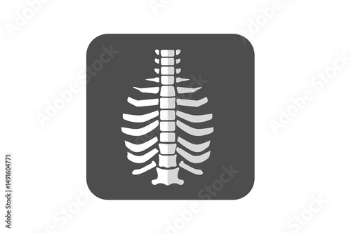 Illustration of Human Ribcage and Spine Anatomy on Gray Background