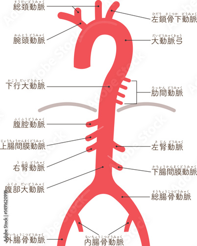 大動脈のイラスト・artery illustration