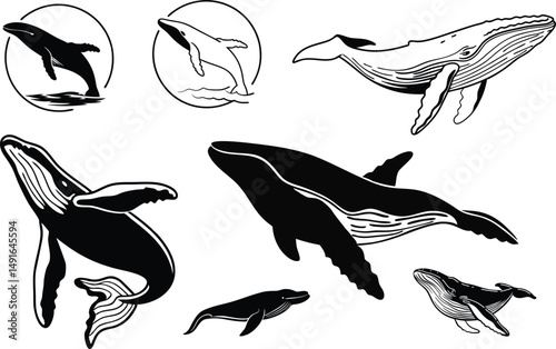 Humpback whale illustration, humpback whale vector silhouette.
