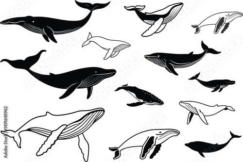 humpback whale animal icon, Humpback whale silhouette illustration.