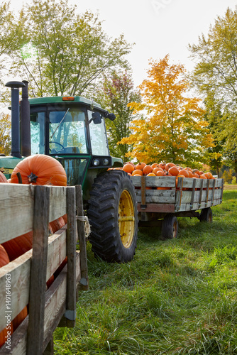 Pumpkins being harvested by an old-fashioned tractor on a fall day as a vertical image