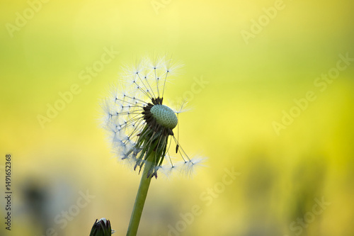 The captivating beauty of a dandelion seed head, showcasing delicate seeds against a yellow backdrop photo