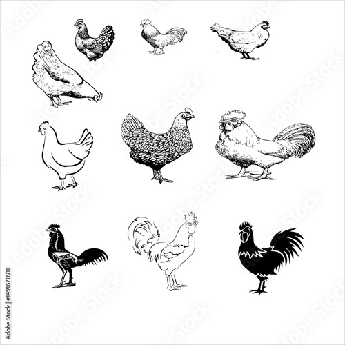 chiken vector image. Chicken Vector Art, Icons and Graphics