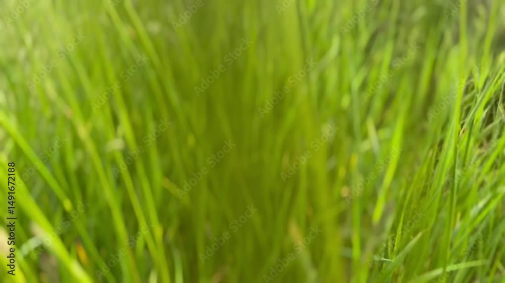 green grass background green grass background