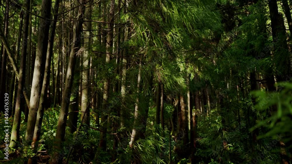 A serene view of a dense Portuguese forest where sunlight gently filters through the tall, verdant trees, creating a peaceful and mystical atmosphere. Swamp, trees and plants with lush green foliage A serene view of a dense Portuguese forest where sunlight gently filters through the tall, verdant trees, creating a peaceful and mystical atmosphere. Swamp, trees and plants with lush green foliage
