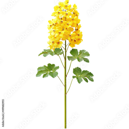 Bright yellow flowe plant with multiple dense clusters of small vibrant blossoms and large green lobed leaves on a white background for botanical or gardening themes