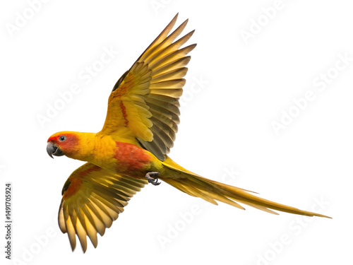 Sun Conure Parrot Flying with Open Wings Isolated on transparent background cutout, PNG file, Cutout file photo