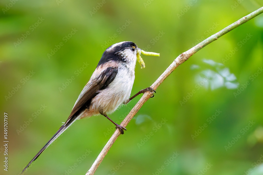 Fototapeta premium 飛び回る可愛いエナガ（エナガ科）の群れ 水盤で水浴びをしている。 英名学名：long tailed tit (Aegithalos caudatus) 秦野駅近くにある弘法山公園は、浅間山、権現山、弘法山を含む神奈川県立の自然公園。 山頂には野鳥の観察施設「バードサンクチュアリ」がある 神奈川県秦野市- 2025年 