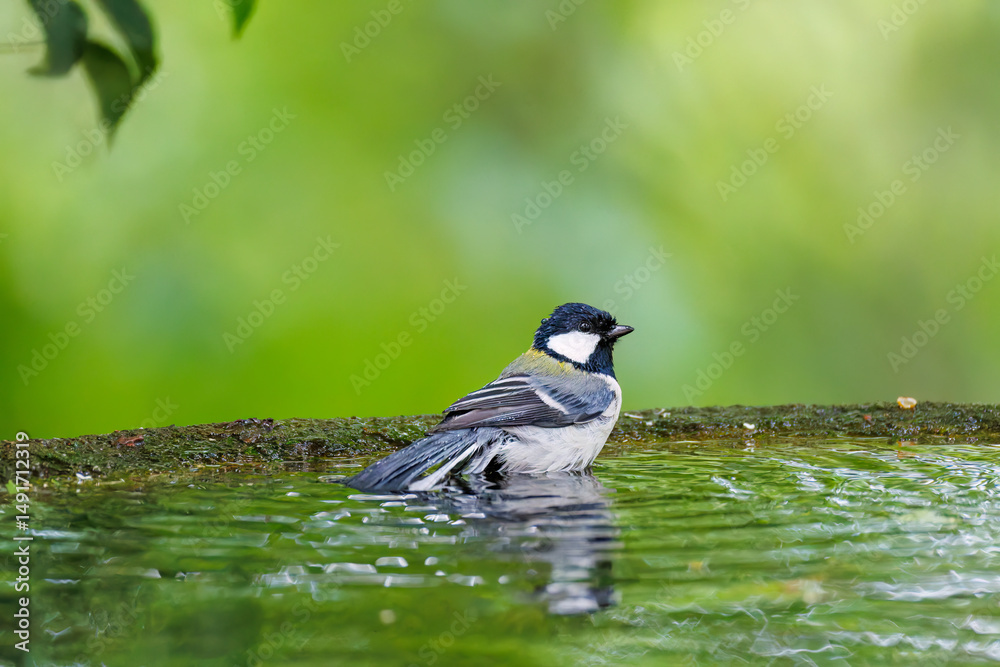 Obraz premium 泉で水浴びする可愛いシジュウカラ（シジュウカラ科）の幼鳥 英名学名：Japanese Tit (Parus minor) 秦野駅近くにある弘法山公園は、浅間山、権現山、弘法山を含む神奈川県立の自然公園。 山頂には野鳥の観察施設「バードサンクチュアリ」がある 神奈川県秦野市- 2025年 