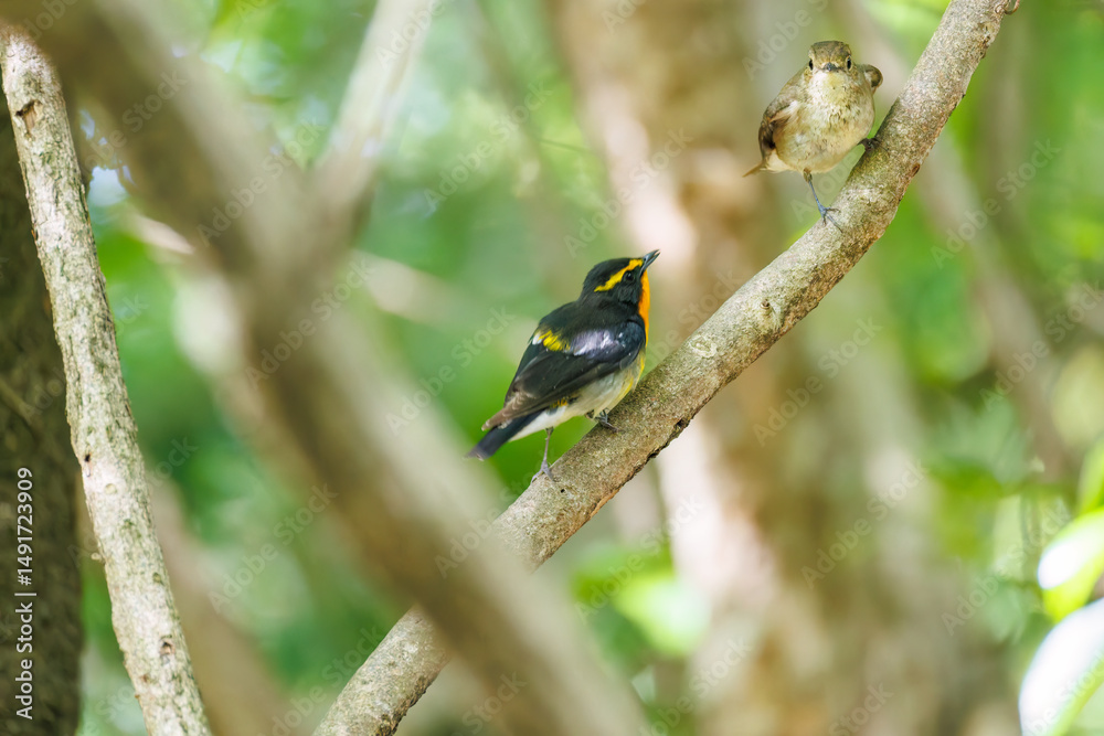 Naklejka premium 泉で水浴びをする可愛いキビタキ（ヒタキ科）のペア 英名学名：Narcissus Flycatcher (Ficedula narcissina) (family comprising the flycatchers) 秦野駅近くにある弘法山公園は、浅間山、権現山、弘法山を含む神奈川県立の自然公園。 山頂には野鳥の観察施設「バードサンクチュアリ」がある 神奈川県秦野市- 2025年 
