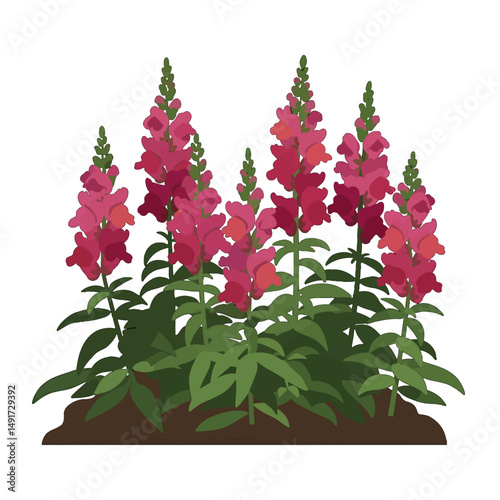 Group Of Pink Snapdragon Flowers On White Background
