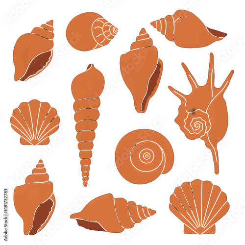 Collection Of Assorted Decorative Shells On White Background