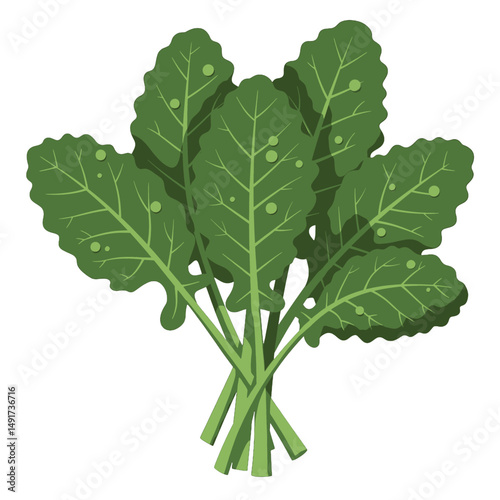 Bunch Of Green Kale Leaves Illustration