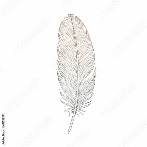 A detailed illustration of a feather with subtle lines on a clean white space