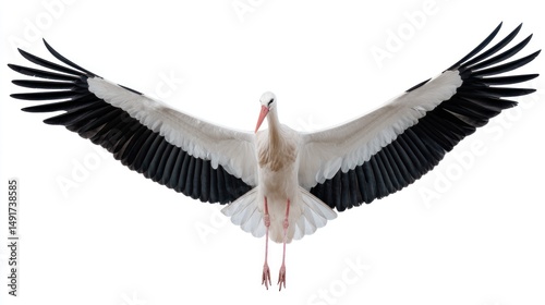 A stork flying with long legs trailing behind, wings fully extended, centered in the frame, white background, high-resolution, detailed plumage, studio lighting photo
